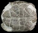 Fossil Tortoise (Stylemys) From Nebraska - Very Inflated #51317-3